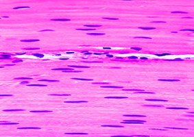 Cardiac muscle tissue under microscope