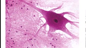 Neuron cell under microscope