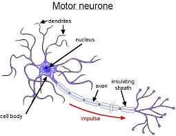 Diagram of motor neuron structure