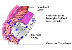 Diagram of organ tissue layers