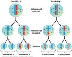 Diagram showing independent assortment during meiosis