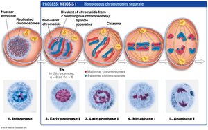 Diagram of meiosis I and II showing chromosome separation