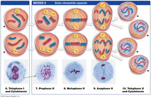 Diagram of meiosis II showing separation of sister chromatids