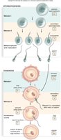 Diagram of spermatogenesis