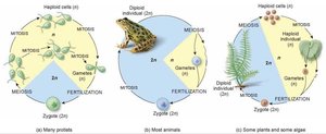 Life cycle diagrams for protists, animals, and plants showing alternation of generations