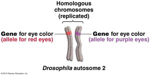 Diagram of homologous chromosomes with different alleles