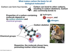 Carbon as the basis for biological molecules