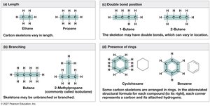 Four ways carbon skeletons can vary
