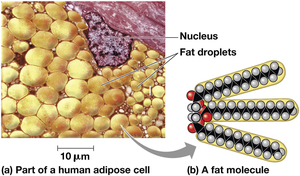 Fat molecule and adipose cell