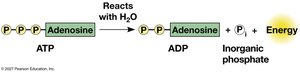 ATP to ADP reaction