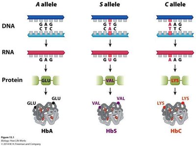 DNA, RNA, and protein changes in A, S, and C alleles