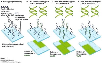 SNP genotyping microarray
