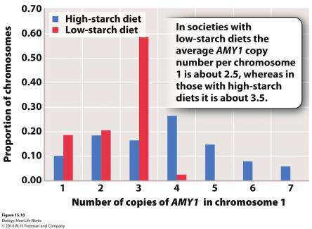 CNV genotyping by fluorescence