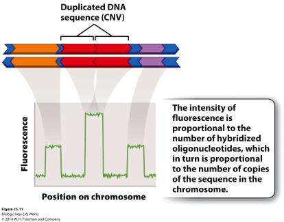 AMY1 copy number variation and diet