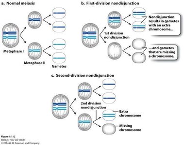 Nondisjunction in meiosis