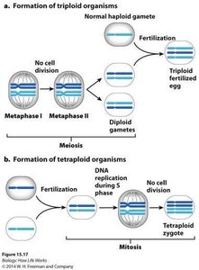 Formation of triploid and tetraploid organisms