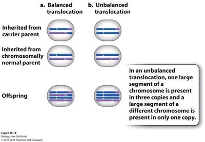 Balanced and unbalanced translocations