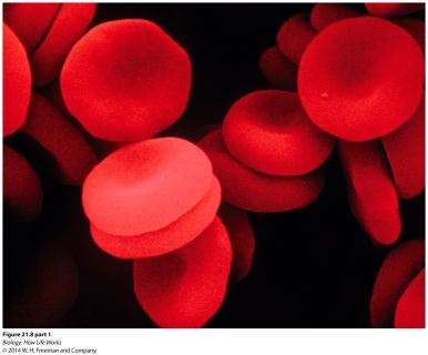 Normal red blood cells
