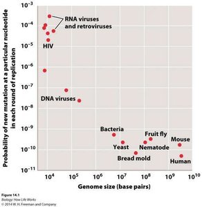 Mutation rates across genome sizes