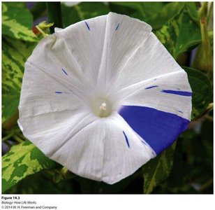 Somatic mutations in colon cancer