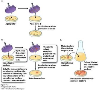 Spontaneous and induced mutations