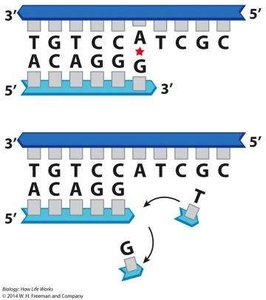 DNA repair mechanisms