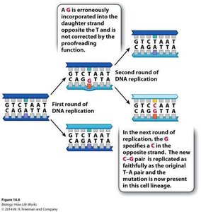 Point mutation example
