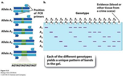 VNTR genotyping and gel electrophoresis