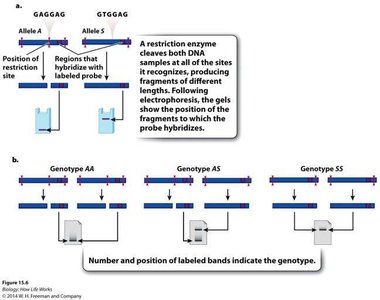 RFLP genotyping