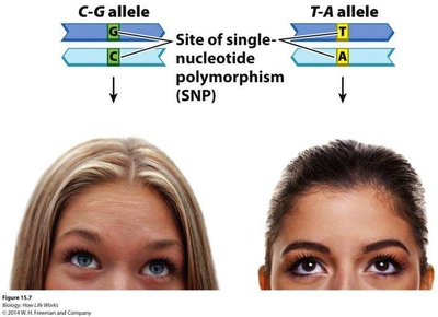 SNP site and alleles
