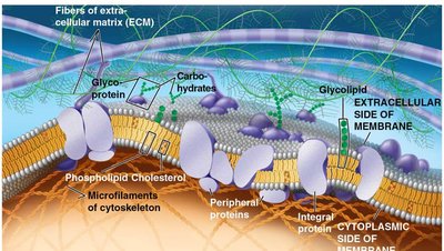 Diagram of cell membrane structure showing phospholipid bilayer, proteins, carbohydrates, cholesterol, and extracellular matrix