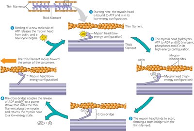 Sarcomere contraction stages