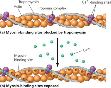 Sliding filament cycle