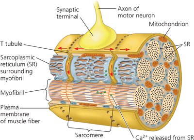 Regulation of myosin-binding sites by Ca2+ and regulatory proteins