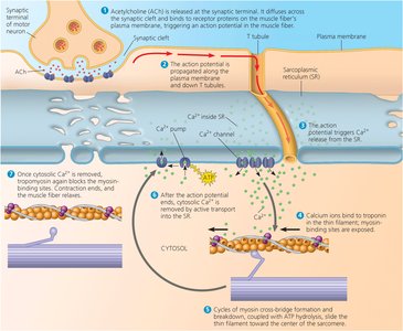 Neural regulation of muscle contraction