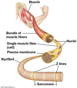 Motor units and muscle fibers