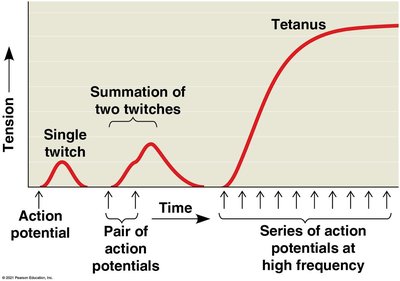 Summation and tetanus in muscle contraction