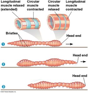 Types of skeletal systems