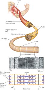 Structure of skeletal muscle and sarcomere