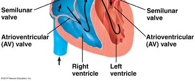 Heart valves and chambers