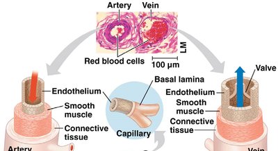 Structure of arteries, veins, and capillaries