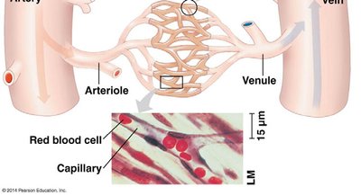 Capillary network and red blood cells