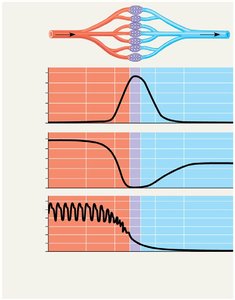 Graph of blood pressure, velocity, and area