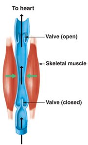 One-way valves in veins