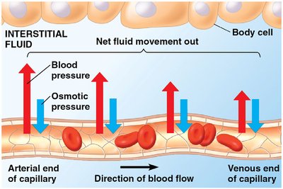 Fluid exchange between capillaries and interstitial fluid