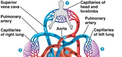 Blood flow through the mammalian heart and body