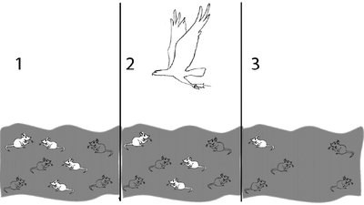 Natural selection in giraffes