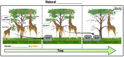 Evolution in giraffes