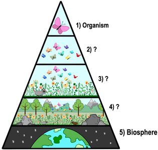 Pyramid of life’s organizational hierarchy
