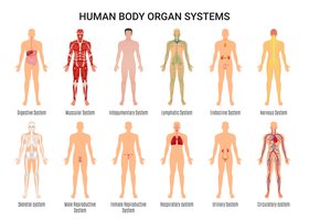 Human Body Organ Systems
